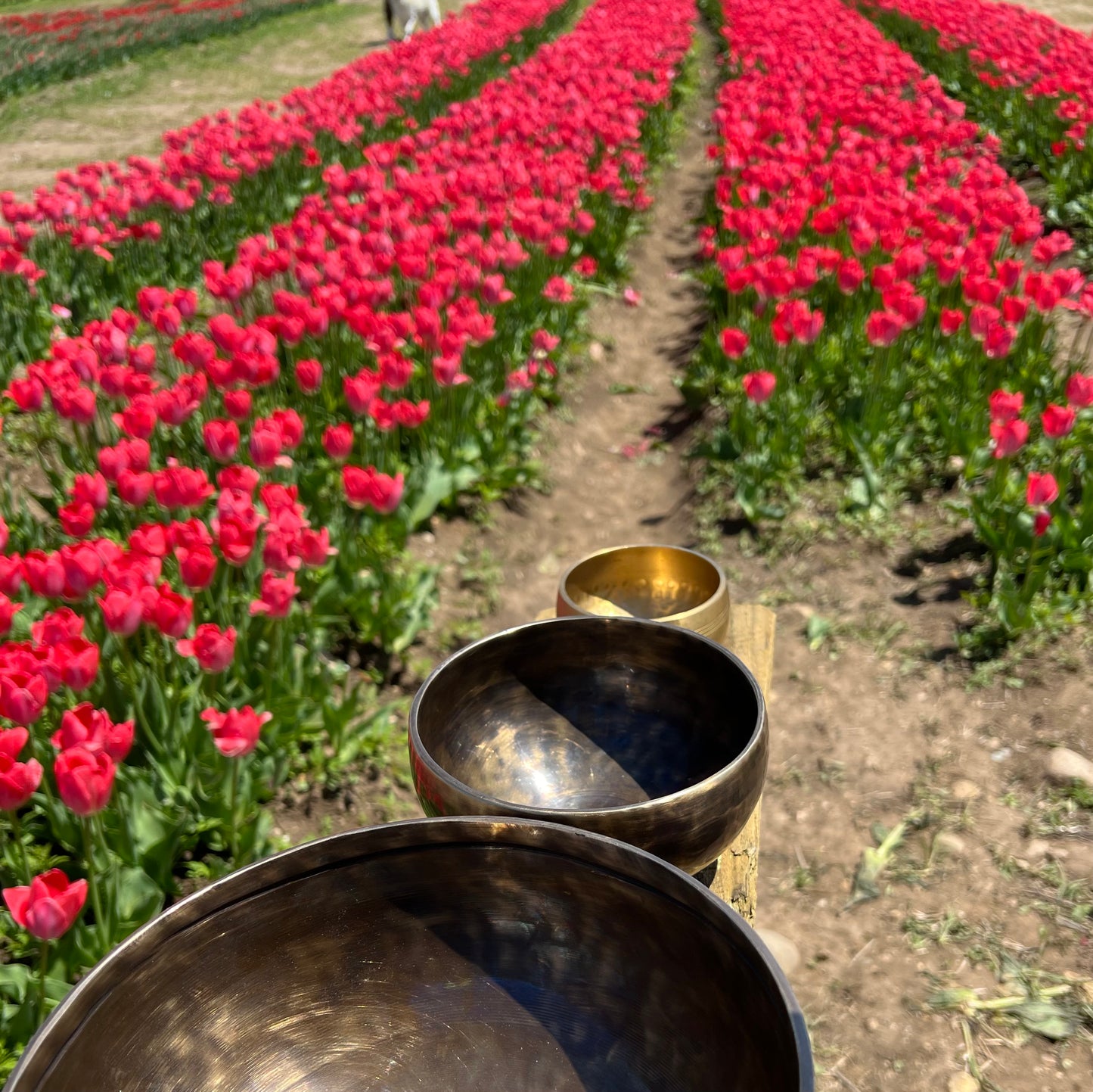 Breathwork + Blooms Workshop