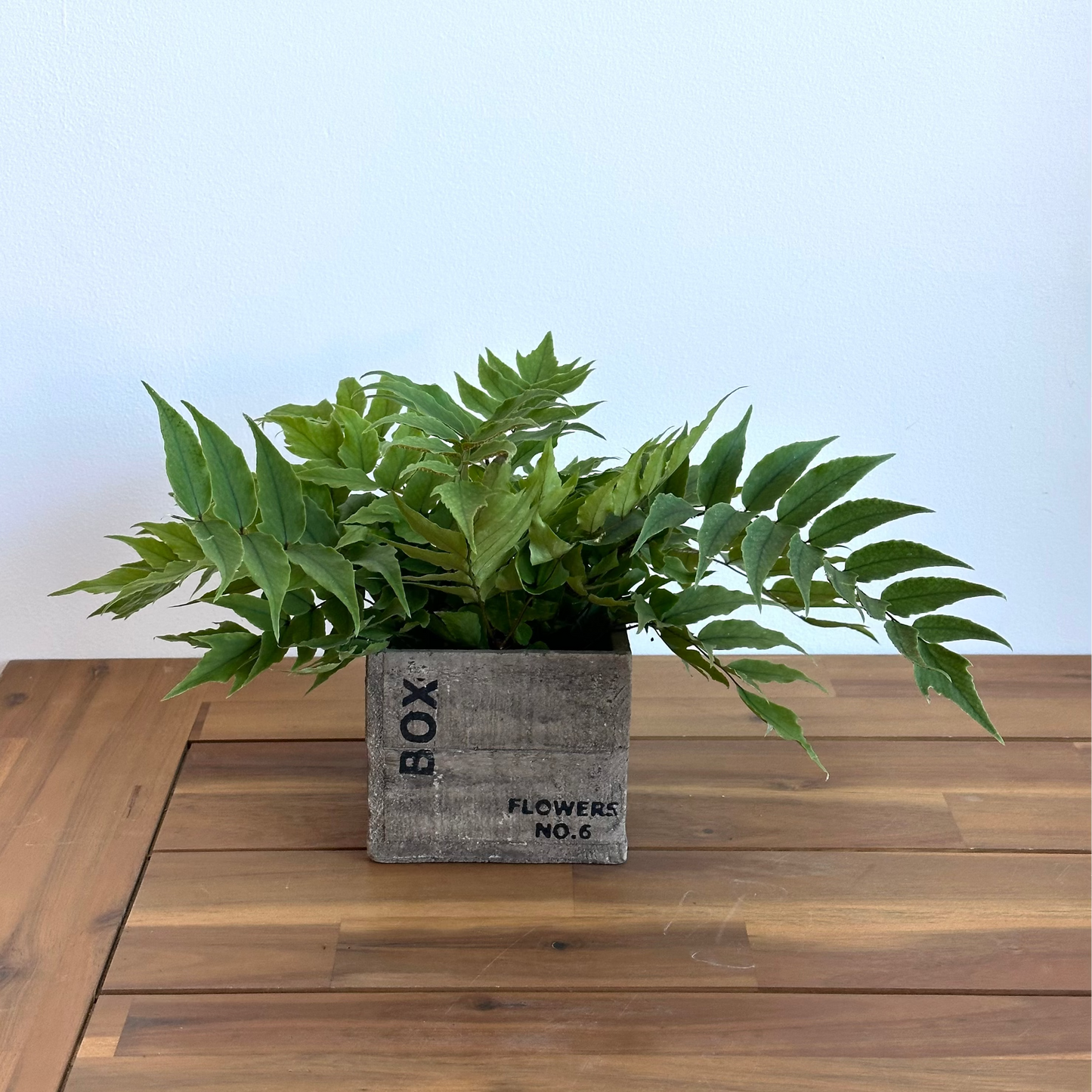 4" fern potted house plant