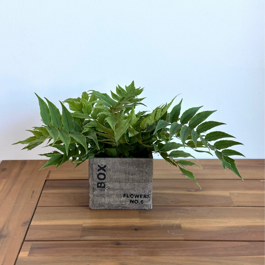 4" fern potted house plant
