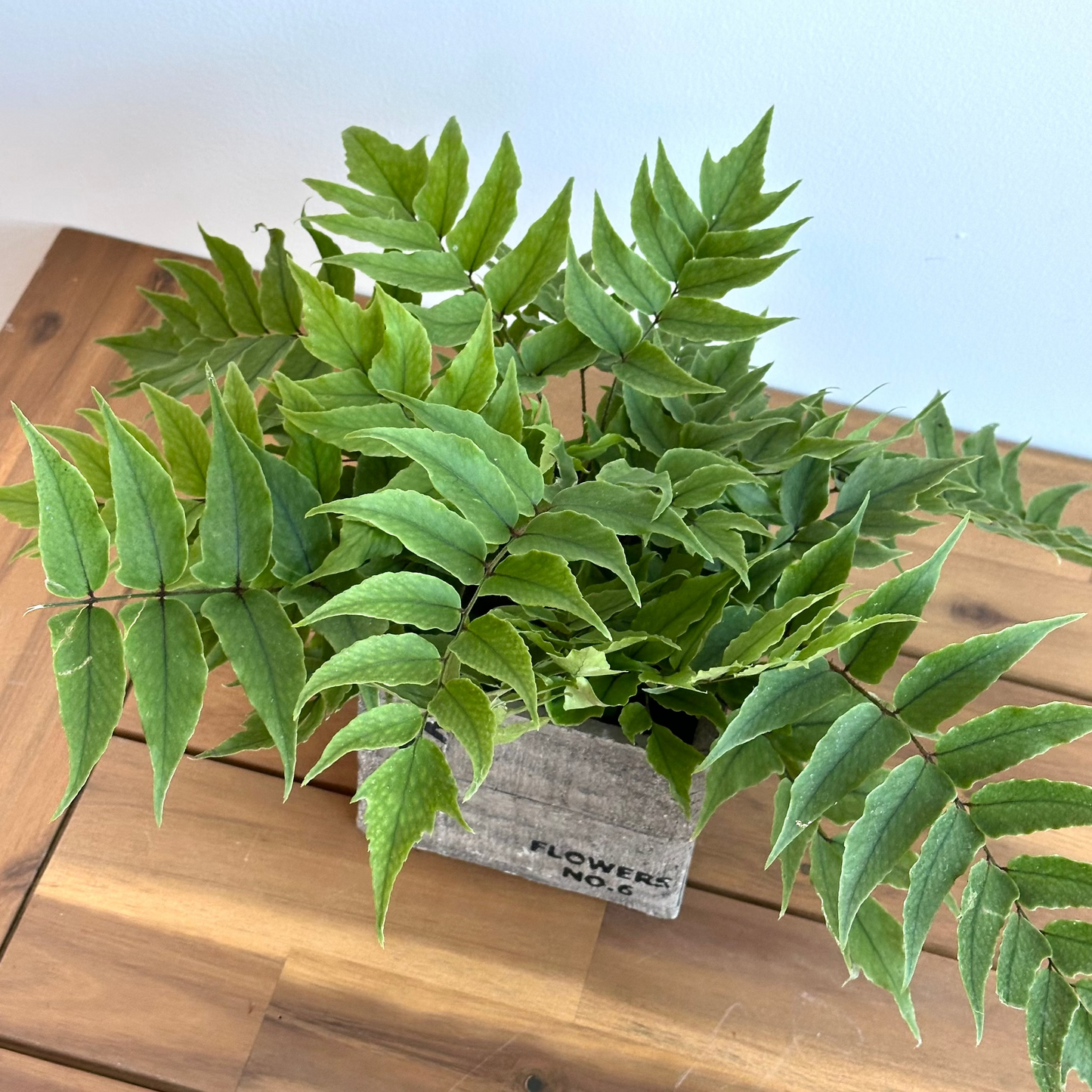 4" potted fern house plant