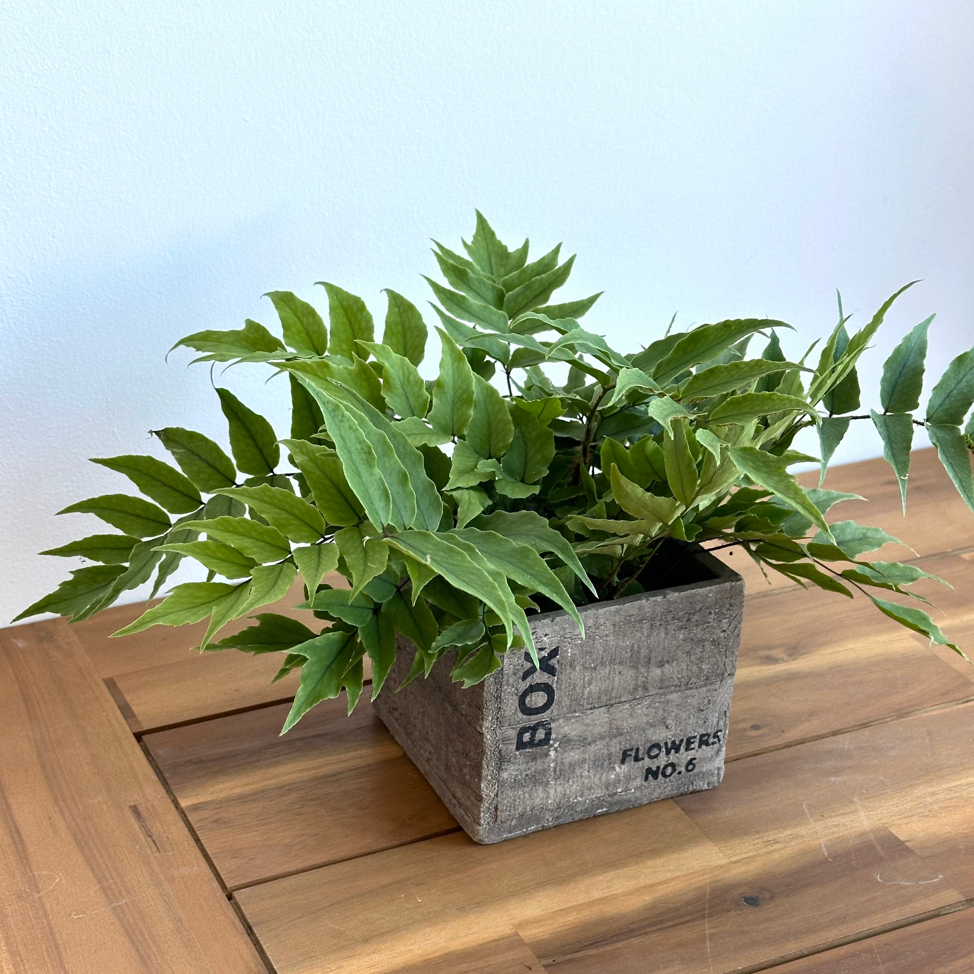4" potted fern plant