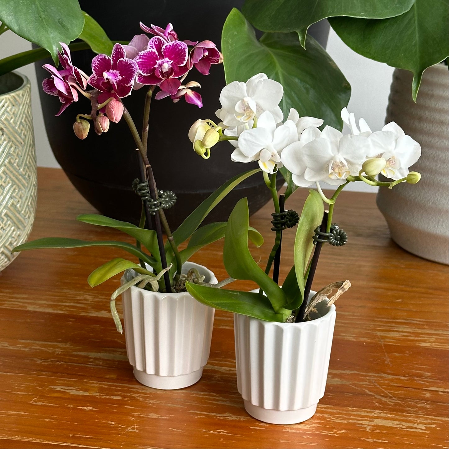 Valentine's Day Colectivo Coffee + Flower Bundle