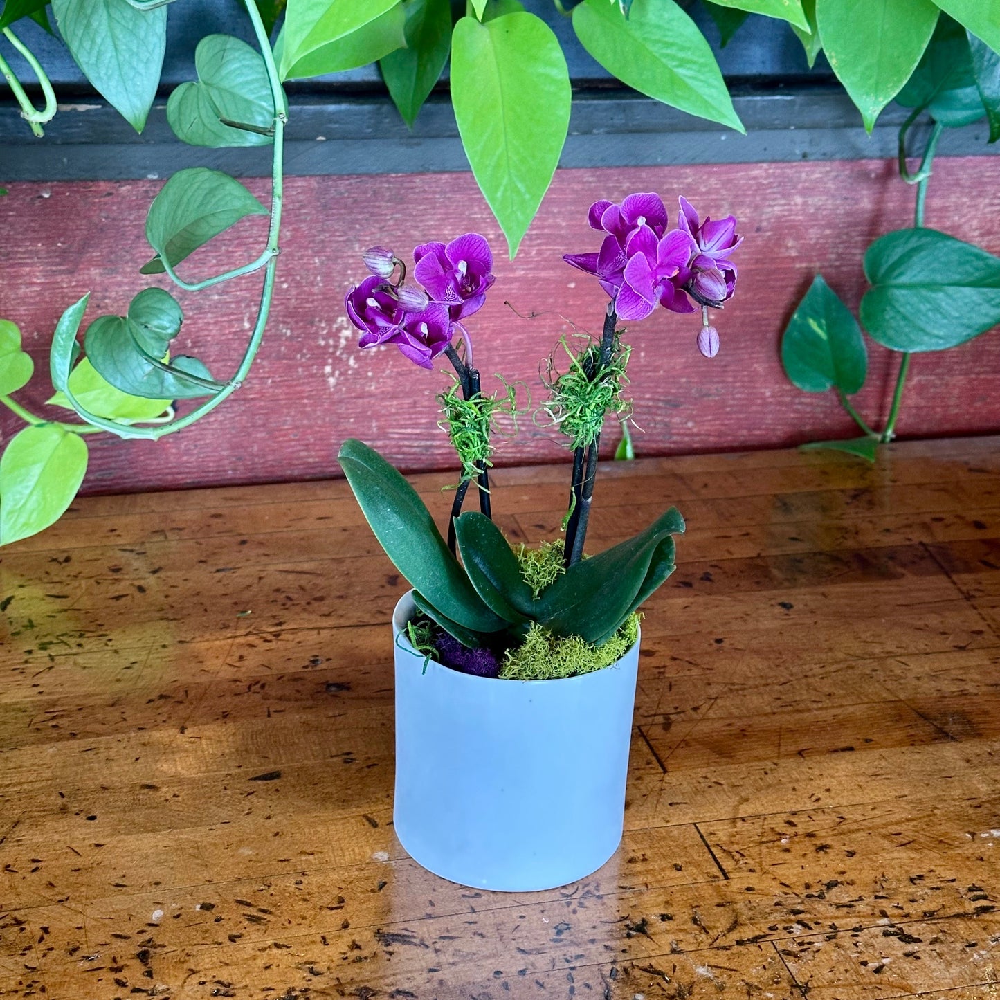 Colectivo Coffee + Flower Bundle Valentine's Day Mini Orchid